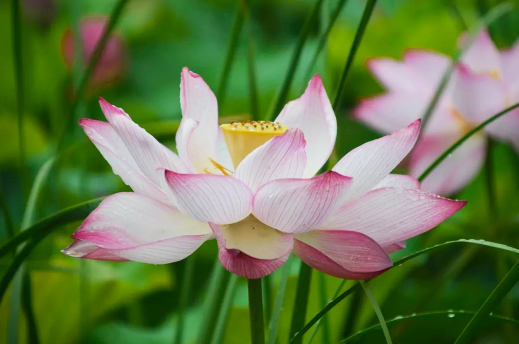 1599379791671835.jpg 20190702152628_84925.jpg